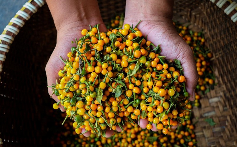 Ở nước ngoài, ớt Peru được xem như một gia vị quý, cung cấp hàm lượng Vitamin C cao gấp nhiều lần ớt thường. Khi ăn, ớt Peru cay nồng, thơm mùi trái cây, đọng vị lâu ở lưỡi.