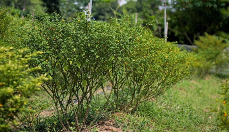 Thông thường cây sẽ cho quả sau 90 ngày tuổi. Ớt Peru có tuổi thọ lên đến 10 năm.