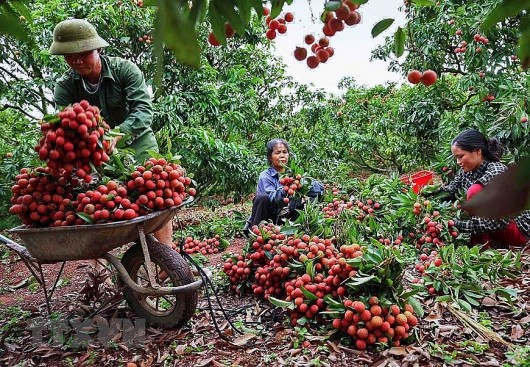 Bắc Giang: Cấp 43 mã số mới vùng trồng cho “thủ phủ” vải thiều