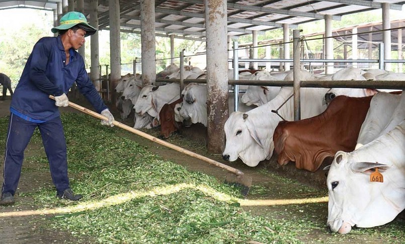 Huyện Đức Hòa là địa phương có phong trào chăn nuôi bò phát triển mạnh của tỉnh Long An.