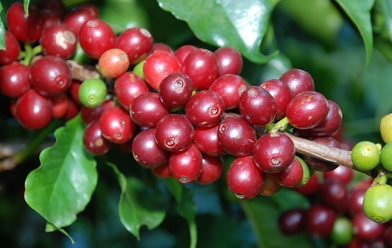 Giá nông sản hôm nay (08/8), giá cà phê sàn kỳ hạn ngập sắc xanh, trong đó, giá cà phê robusta tăng 2,68% lên mức 2.682 USD/tấn. 