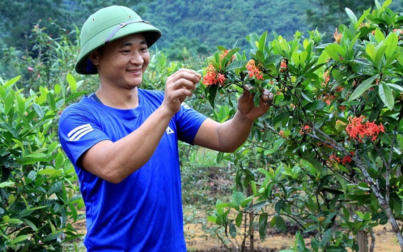 Anh Nguyễn Xuân Hải chăm sóc hoa mẫu đơn cổ Văn Chấn trong khu vườn rộng hơn 1ha của gia đình.