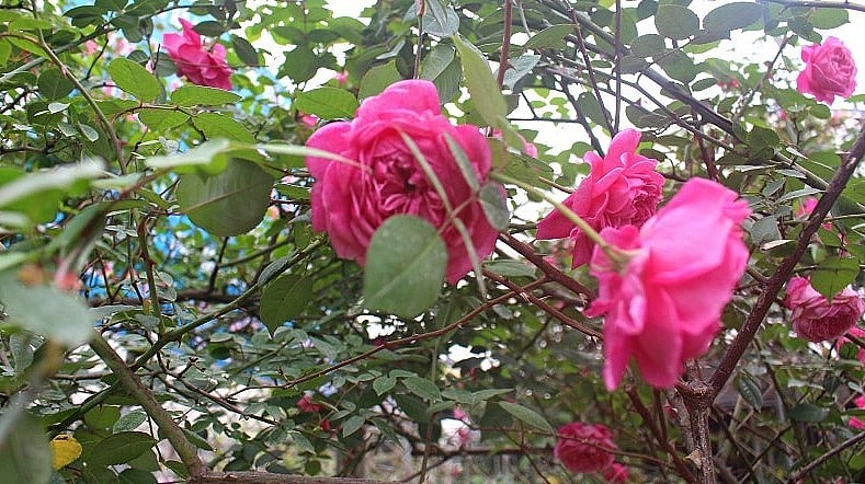 Hoa hồng cổ không chỉ mang vẻ đẹp hấp dẫn mà còn đem lại giá trị kinh tế cao.