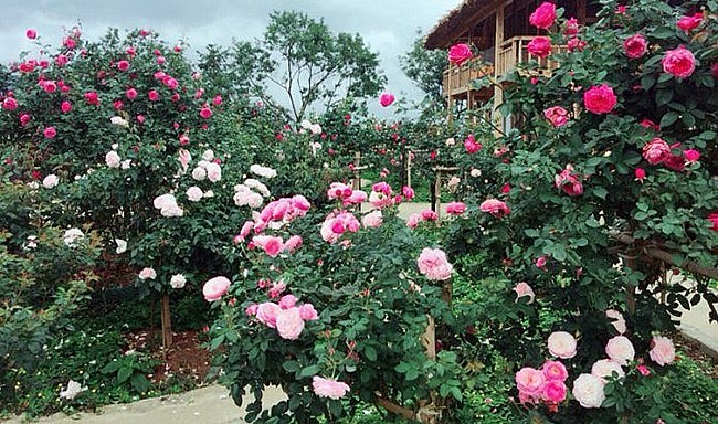 Nhiều mô hình trồng hoa hồng cổ cho hiệu quả cao nhờ khai thác dịch vụ du lịch và các sản phẩm chế biến từ hoa hồng.