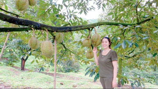 Vườn sầu riêng 2ha trái còn non đã được trả trên 1 tỷ và tuyệt chiêu của nữ nông dân đất Đạ Rsal