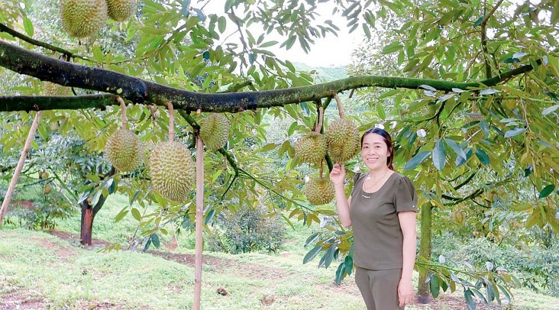 Năm nay, gia đình chị Đinh Thị Hóa có một vụ sầu riêng bội thu, hiện thương lái đã trả 1,1 tỷ đồng.