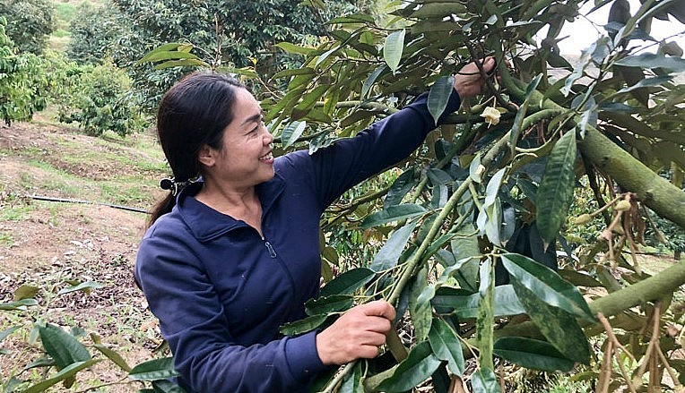 Chị Hóa tìm tòi và học hỏi phương pháp trồng sầu riêng an toàn sinh học nên cho hiệu quả kinh tế cao.