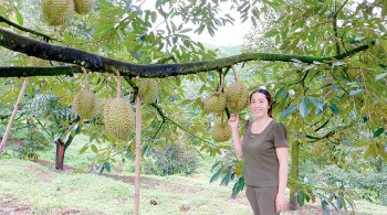 Vườn sầu riêng 2ha trái còn non đã được trả trên 1 tỷ và tuyệt chiêu của nữ nông dân đất Đạ Rsal