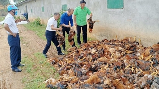 Chập điện khiến 10 nghìn con gà chết ngạt thiệt hại tiền tỷ, làng xóm giải cứu không xuể