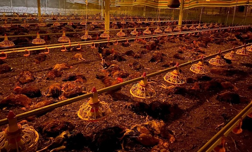 Sự cố chập điện khiến gần 10 nghìn con gà trong trại bị chết ngạt.