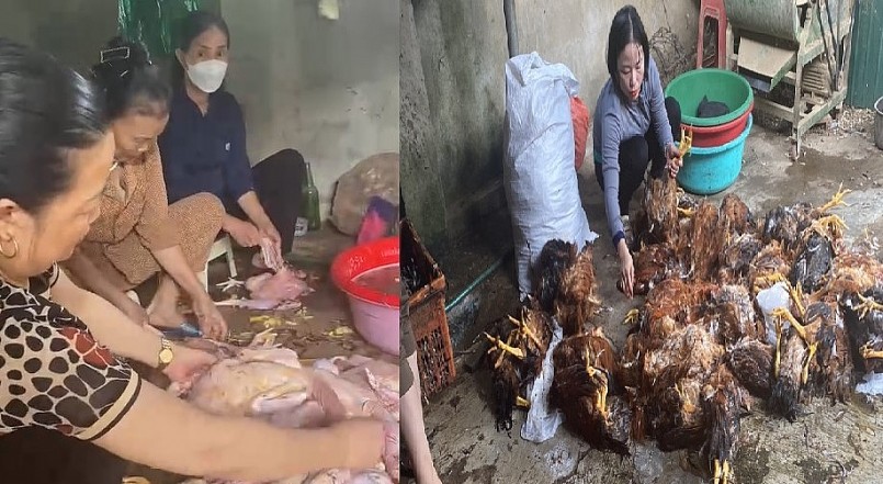 Người dân đến hỗ trợ anh Xuân làm thịt gà để tiêu thụ với mong muốn vớt vát lại tài sản.