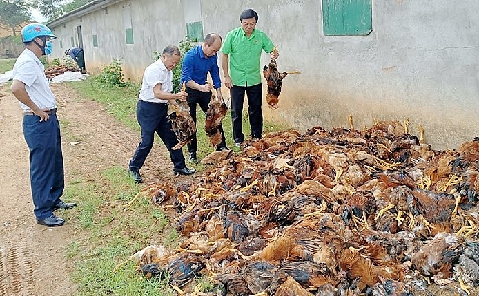 Hội Nông dân huyện Hương Khê cũng vào cuộc kêu gọi hội viên ủng hộ, “giải cứu” gà giúp gia đình anh Xuân.