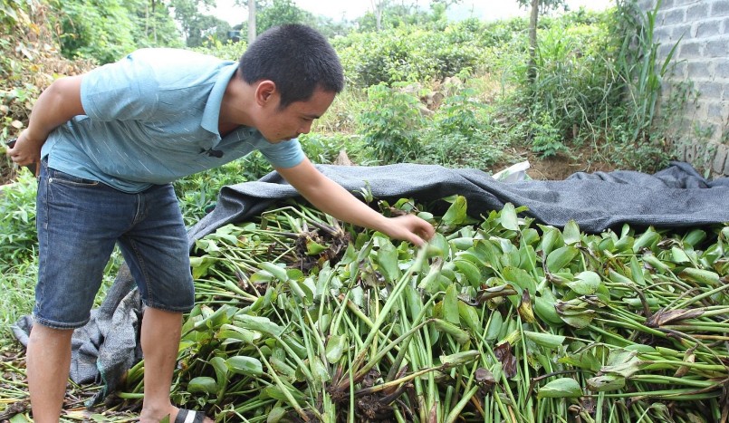 Nuôi gà ri hoa mơ theo hướng hữu cơ sử dụng bèo tây làm nguyên liệu thức ăn.