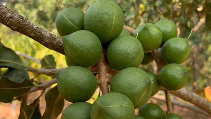 Mắc ca Mơ Nông- sản vật quý trên cao nguyên M'Nông