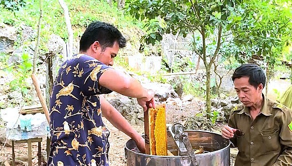 Người nuôi ong ở Cúc Phương thu hoạch những giọt mật ngọt sánh