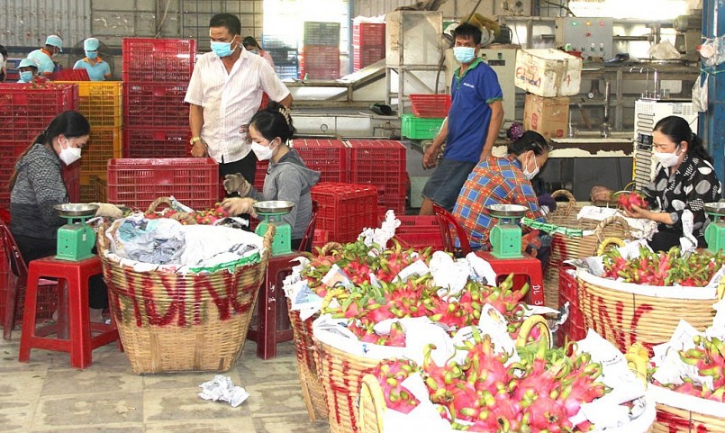 Nhiều doanh nghiệp, hợp tác xã trên địa bàn huyện Châu Thành duy trì thu mua thanh long cho nông dân trong hoàn cảnh khó tiêu thụ.