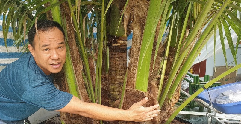  Anh Huỳnh Thanh Tâm bên cây dừa 9 thân độc đáo.