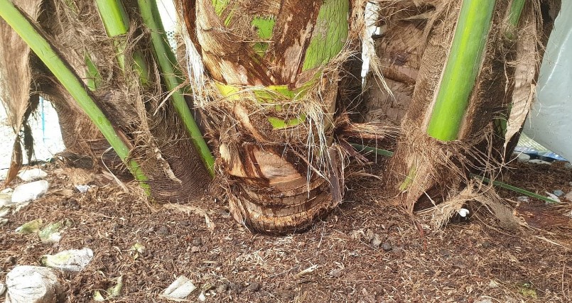 Hiện cây dừa 9 thân độc lạ này có chiều cao hơn 3m, bề vòng rộng 1m.