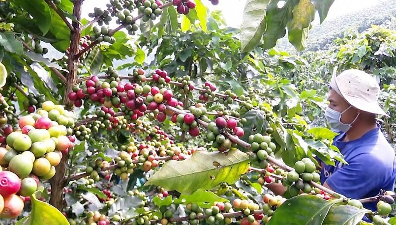Giá nông sản hôm nay (10/8), giá cà phê hôm nay trên thị trường thế giới giảm. 