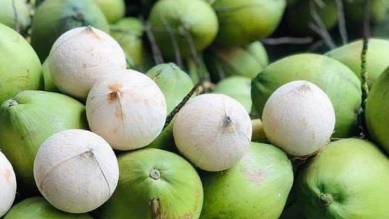 Doanh nghiệp Việt Nam có thể bắt đầu xuất khẩu dừa sang Hoa Kỳ "ngay lập tức"