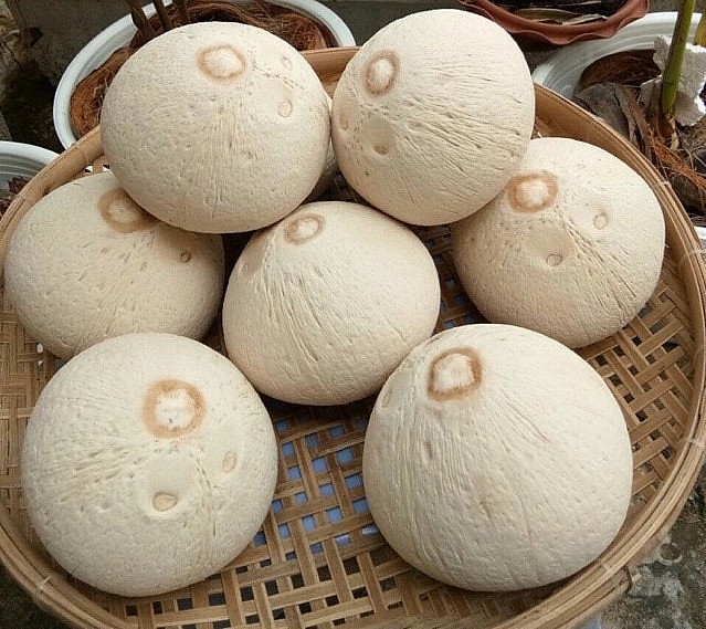 Doanh nghiệp Việt Nam có thể bắt đầu xuất khẩu dừa sang Hoa Kỳ 