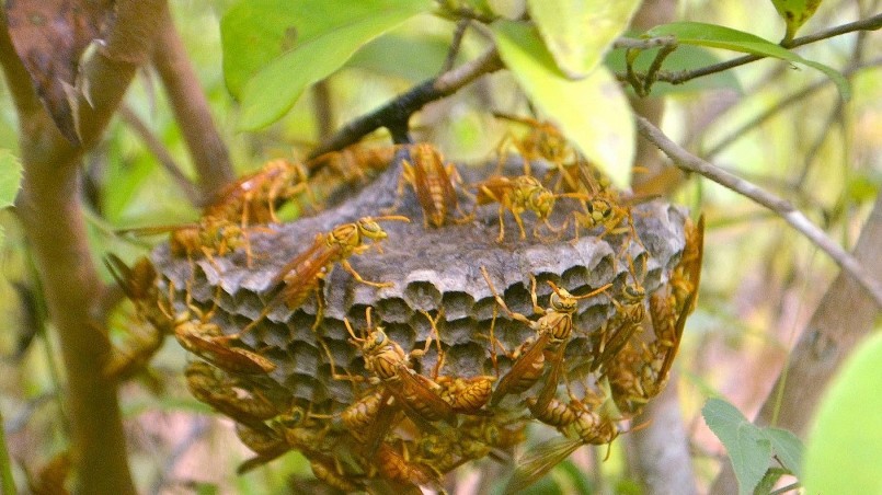 Ong vàng thường làm tổ ở tầm thấp, trong các bụi cây rậm...