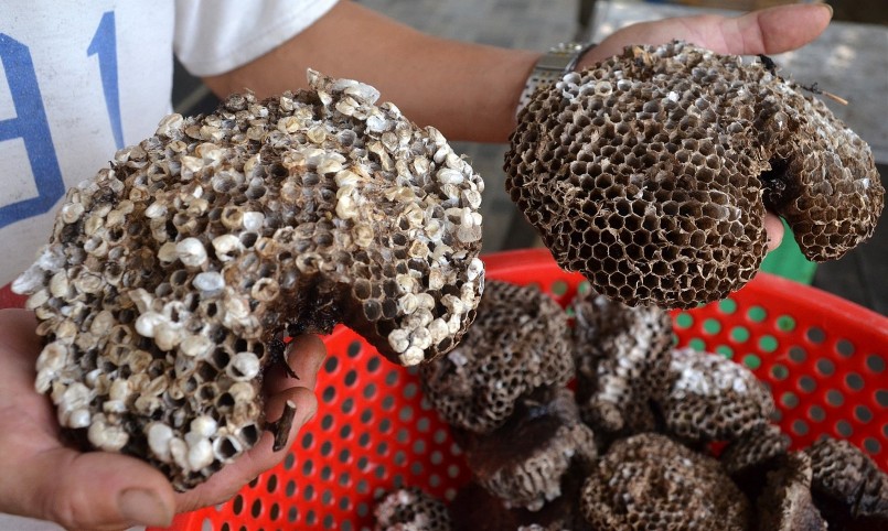 Tổ ong sau khi lấy nhộng, phần sáp cũng có giá hàng triệu đồng/kg.