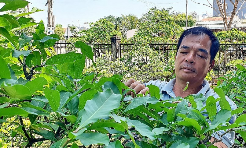Ông Phạm Thái Bình, người gieo niềm say mê bonsai cho anh Phạm Hoàng Thái - Ảnh: Đặng Hùng