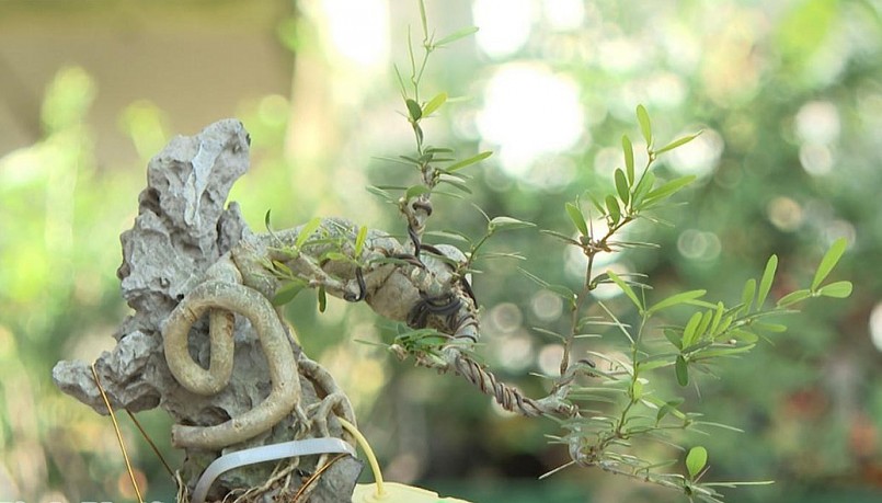 Những tác phẩm bonsai mini với dáng thế độc đáo.