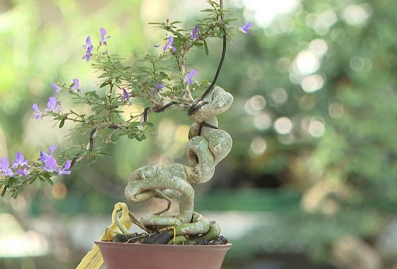 Để tạo dáng và duy trì được lâu bền những tác phẩm bonsai mini đòi hỏi những bí quyết riêng.