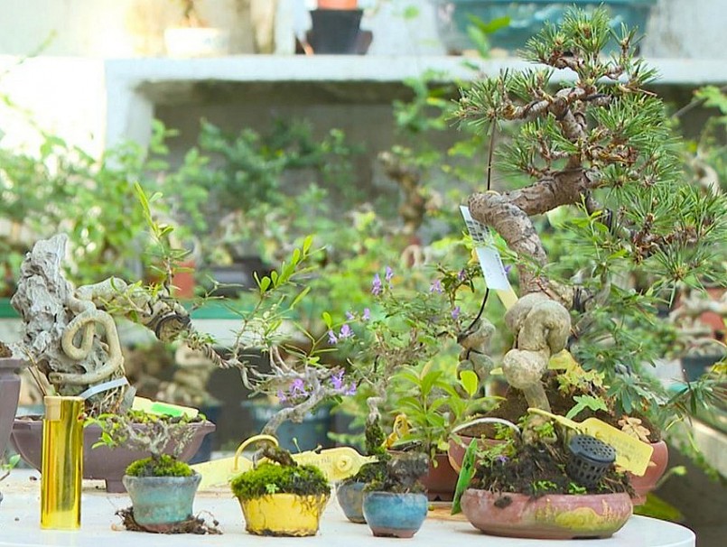 Bộ sưu tập bonsai đáng nể của nghệ nhân 9X.