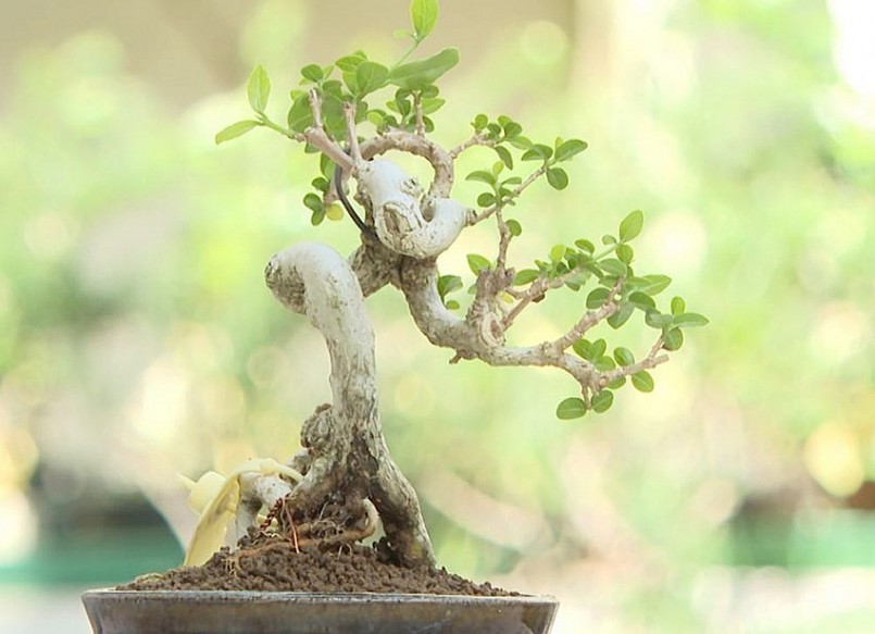 Thú chơi bonsai mini đã kết nối anh Thái với những người cùng đam mê.