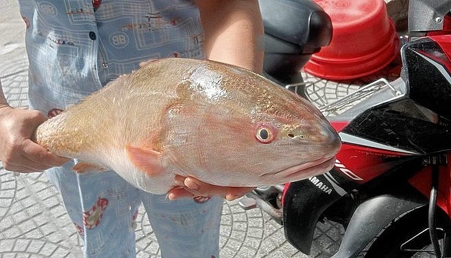 Con cá nghi cá Sủ vàng vừa bắt được ở Đà Nẵng nặng hơn 3,5kg dài khoảng 60cm.