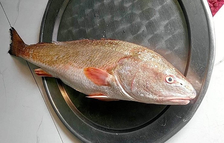 Con cá anh Công bắt được có màu vàng, nghi là cá sủ vàng.