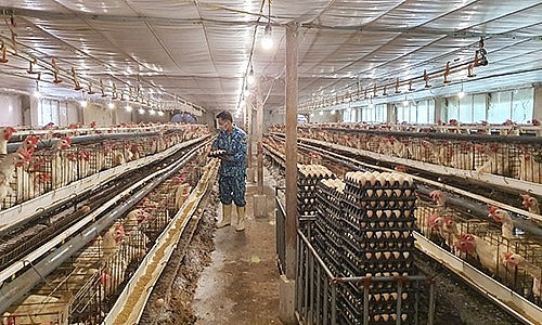 Trung bình mỗi ngày trang trại gà của anh xuất bán ra thị trường khoảng 5.000 quả trứng.