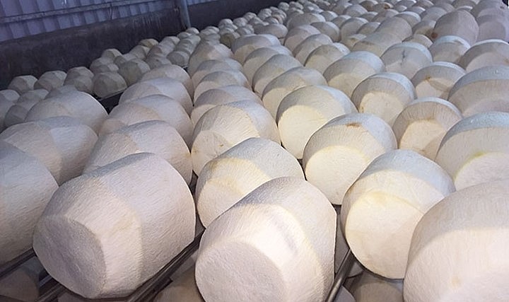 Quả dừa sọ của Việt Nam chính thức được xuất khẩu sang thị trường Mỹ.