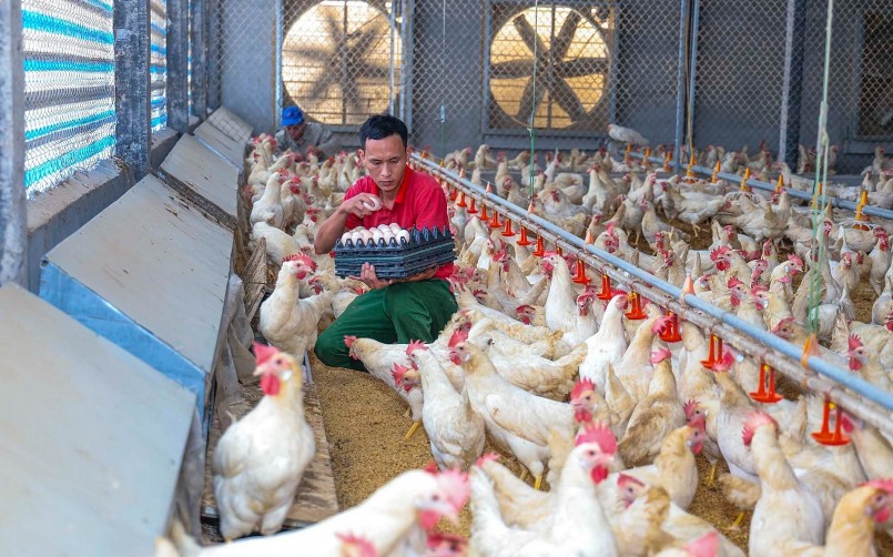 Trang trại chăn nuôi gà Ai Cập lấy trứng của anh Nguyễn Quang Hạnh. Ảnh: Trà Hương