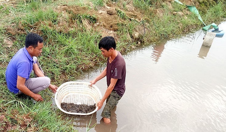 Hiện người nuôi cá bống bớp tại Nam Định đã chủ động được con giống.