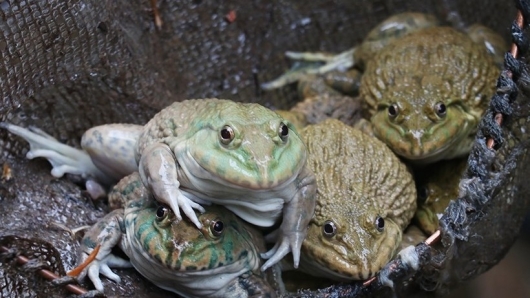 Nuôi hàng vạn con ếch Thái Lan cứ 4 tháng bán một lứa, nông dân bảo dễ nuôi dễ bán thu trăm triệu mỗi năm