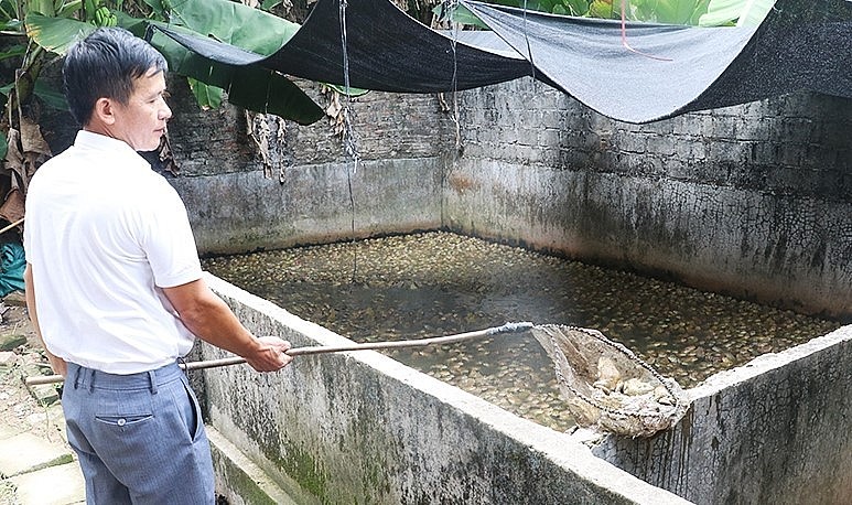 Gia đình anh Nguyễn Văn Lục (thôn Bàu Láng, Thạch Đài) đang nuôi 50.000 con ếch Thái Lan.
