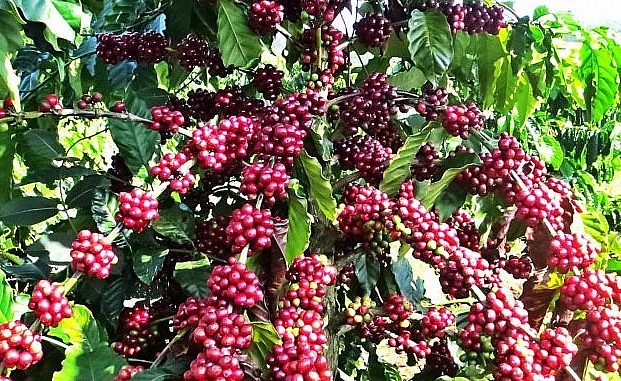Giá nông sản hôm nay (11/8), sắc đỏ bao trùm sàn kỳ hạn, trong đó, giá cà phê robusta còn 2.666 USD/tấn sau khi giảm 0,49%. 