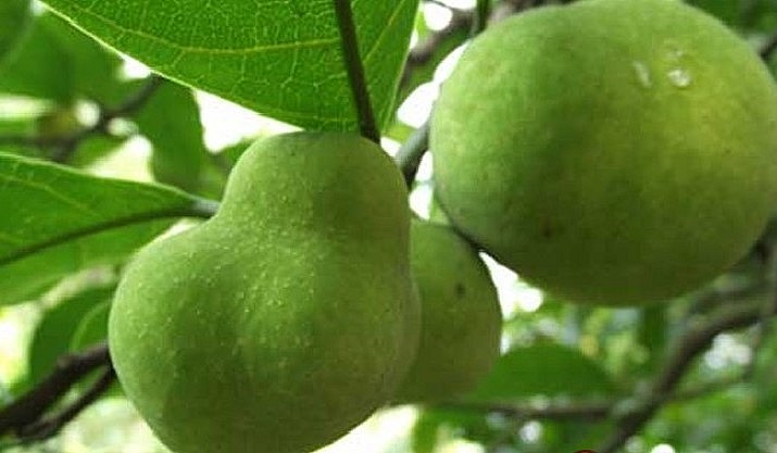 Thời điểm cuối tháng 7, đầu tháng 8 là mùa của quả chay.