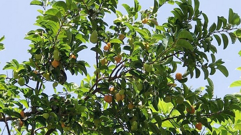 Cây chay trồng để có bóng mát, cảnh quan đẹp lại có nhiều công dụng với sức khỏe.