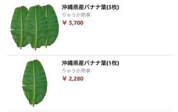 Loại lá ở Việt Nam là thứ bỏ đi, sang Nhật có giá nửa triệu đồng mỗi lá