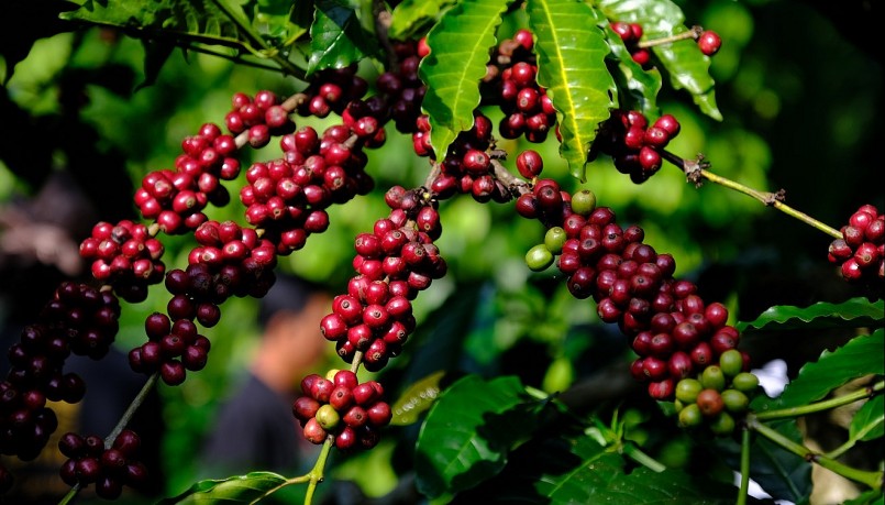 Giá nông sản hôm nay (12/8), giá cà phê 2 sàn tiếp đà giảm, duy chỉ có Robusta giao tháng 9/2023 tăng nhẹ.