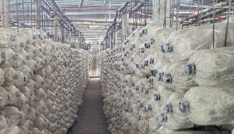 Từ khi áp dụng công nghệ, khu nhà sản xuất nấm được kiểm soát nhiệt độ, độ ẩm và công nghệ tưới thông minh tự động từ xa. 