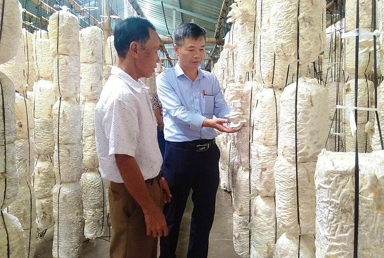 Ứng dụng công nghệ tưới tự động giúp các mô hình trồng nấm rơm ở Thái Bình giảm nhân công, tăng sản lượng nấm.