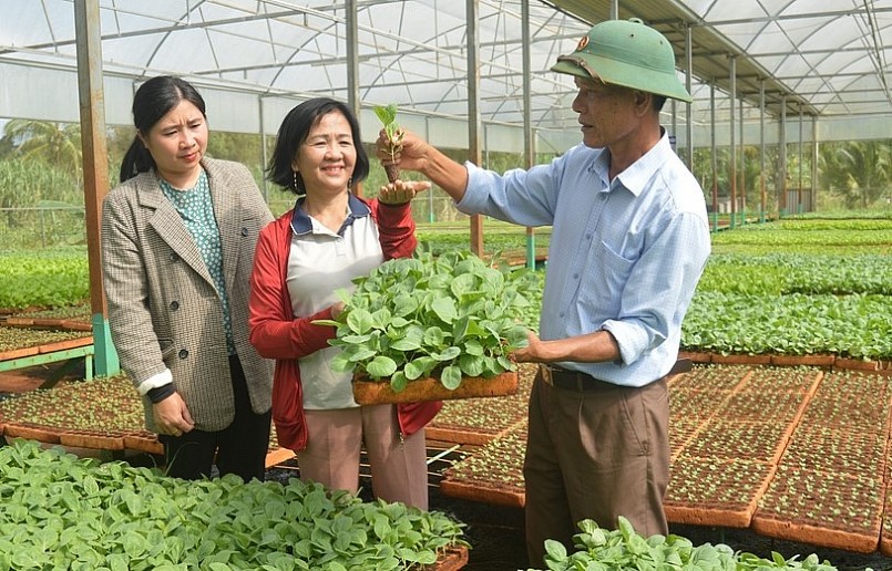Ông Trần Xuân Lãm giới thiệu về những giống rau trong vườn ươm của gia đình. Ảnh: Phương Dung