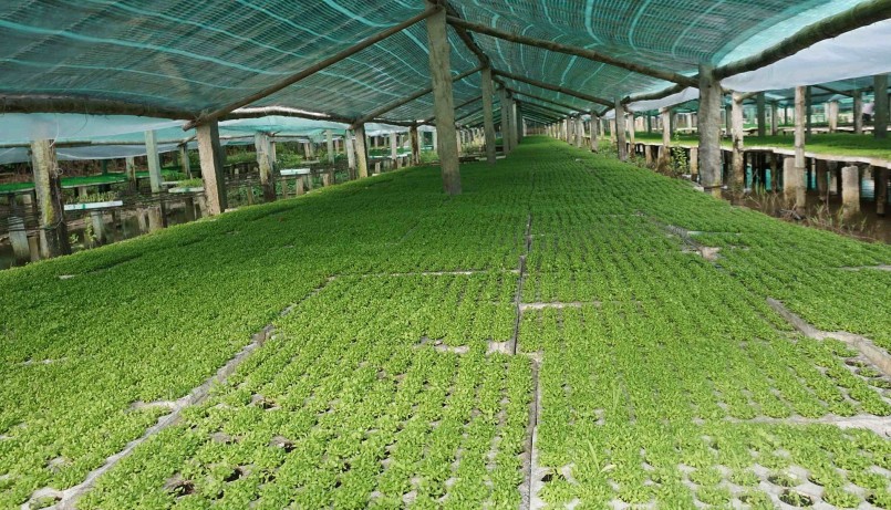 Nghề ươm rau giống đem lại thu nhập cao cho nhiều nông dân trên địa bàn tỉnh Gia Lai.