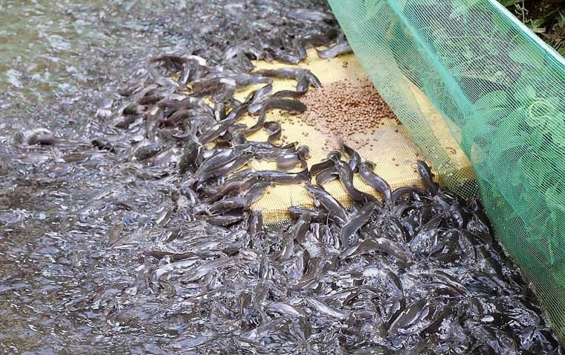 Tuyệt chiêu nuôi cá bú bình hàng nghìn con háu ăn như thú cưng